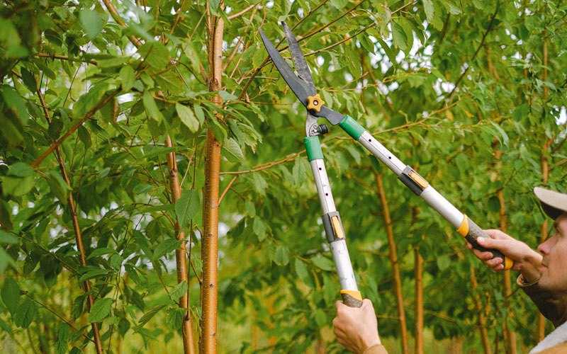 Tree trimming in Combs, AR
