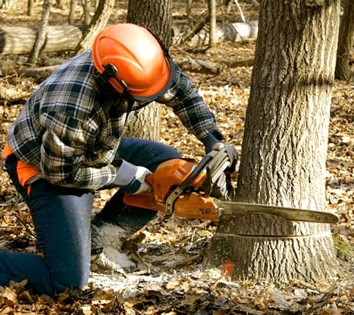 Tree Removal in Combs, AR